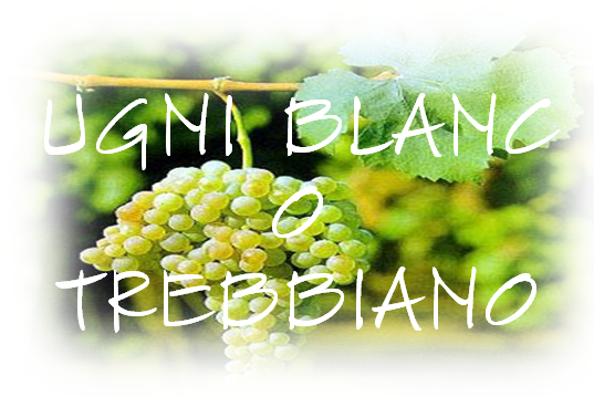 UGNI BLANC o TREBBIANO
