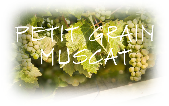 PETIT GRAIN MUSCAT
