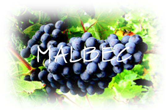 MALBEC