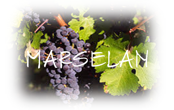 MARSELAN