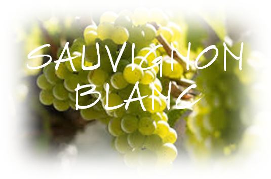 SAUVIGNON BLANC
